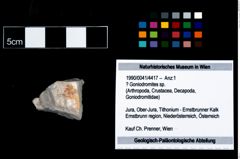 Foto (Objekt + Etikett) von ? Goniodromites sp.  (NHMW-GEO-1990-0041-4417)